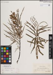 Foto von Salix eleagnos Scop.